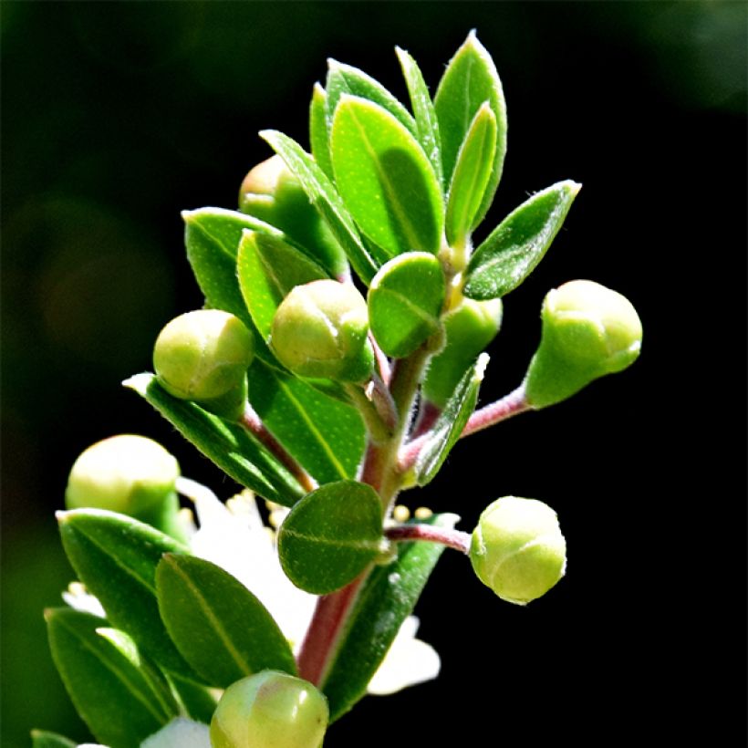 Myrtus communis Tarentina - Mirte (Blad)