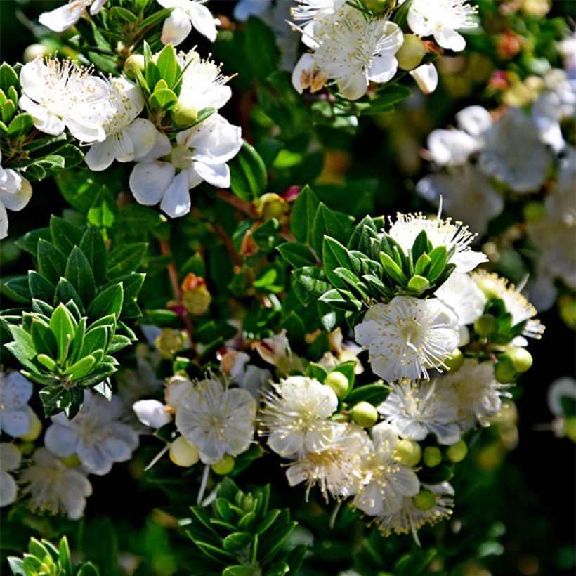 Myrtus communis Tarentina - Mirte (Bloei)