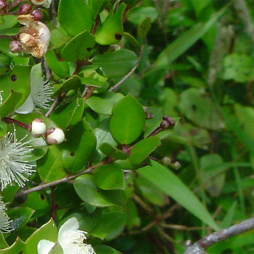 Myrtus luma - Chileense mirte (Blad)