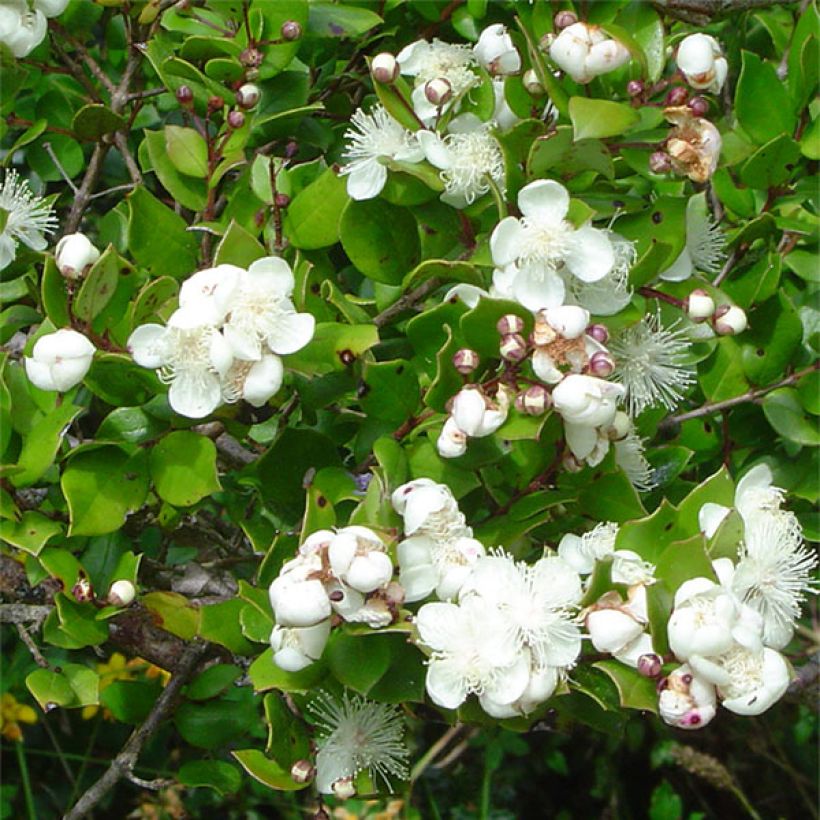 Myrtus luma - Chileense mirte (Bloei)