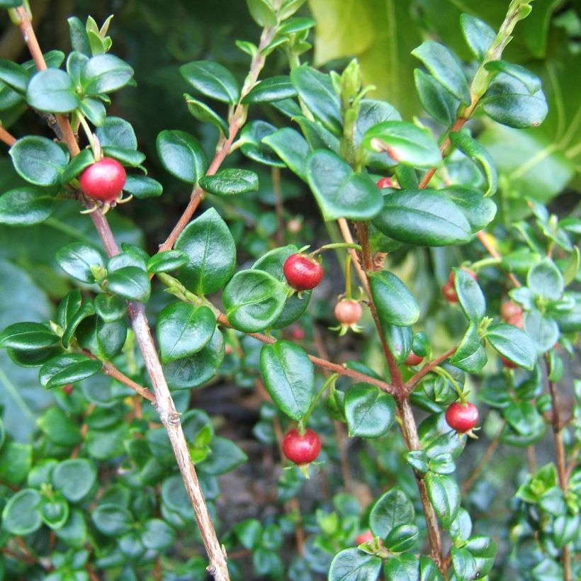 Myrtus ugni - Chileense guave (Blad)