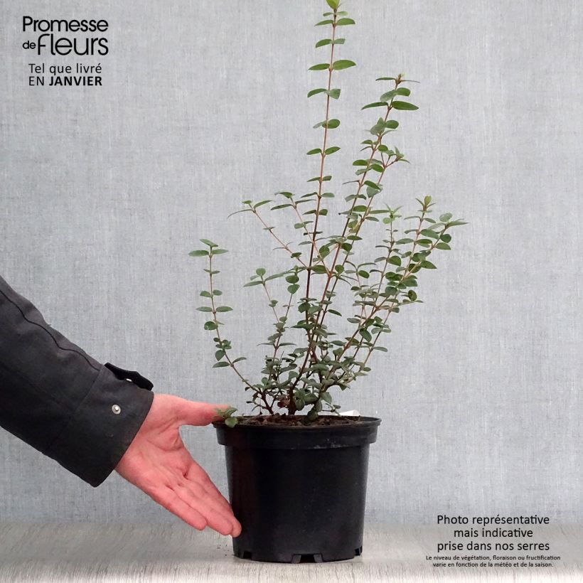 Exemplaar van Myrtus ugni - Chileense guave Pot van 2 l/3 l zoals geleverd in de winter