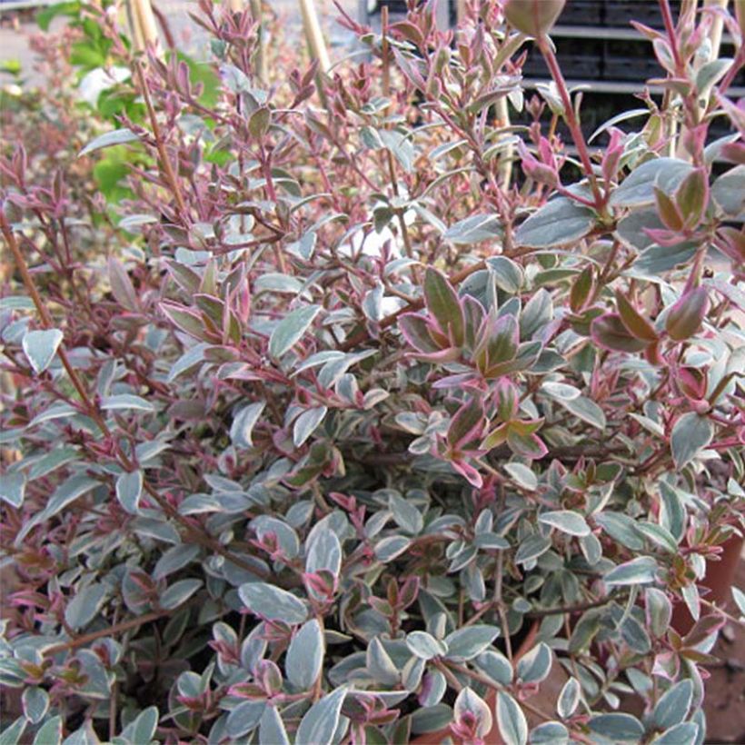 Myrtus ugni Flambeau - Chileense guave (Blad)