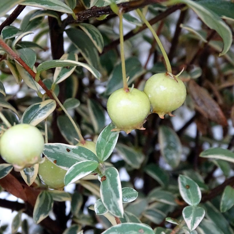 Myrtus ugni Flambeau - Chileense guave (Oogst)