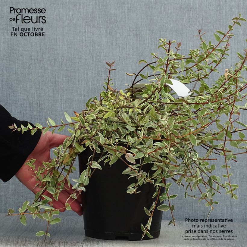 Exemplaar van Myrtus ugni Flambeau - Chileense guave Pot van 3 l/4 l zoals geleverd in de herfst