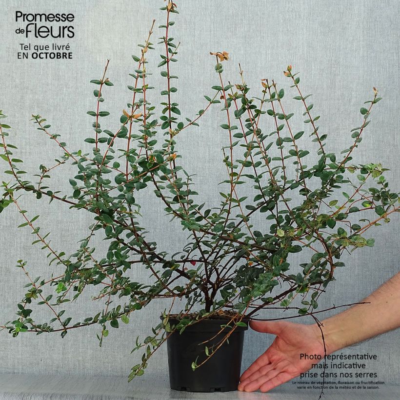 Exemplaar van Myrtus ugni - Chileense guave Pot van 2 l/3 l zoals geleverd in de herfst