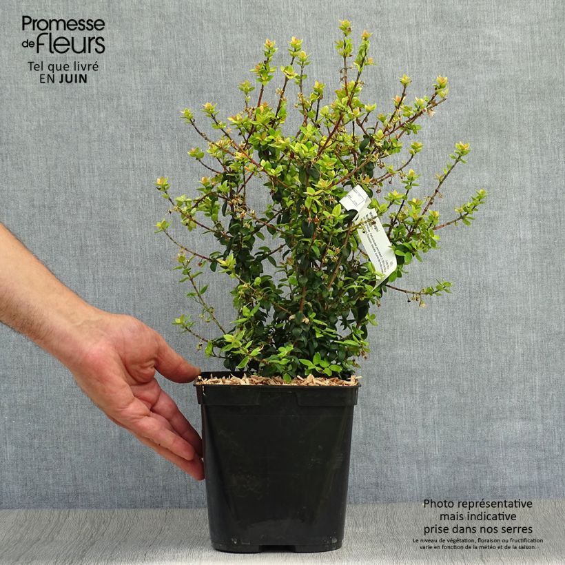 Exemplaar van Myrtus ugni Butterball - Chileense guave Pot van 2 l/3 l zoals geleverd in de zomer