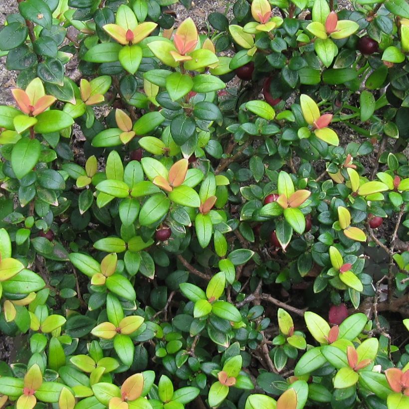 Myrtus ugni Butterball - Chileense guave (Blad)