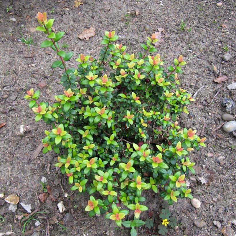 Myrtus ugni Butterball - Chileense guave (Groeiplaats)