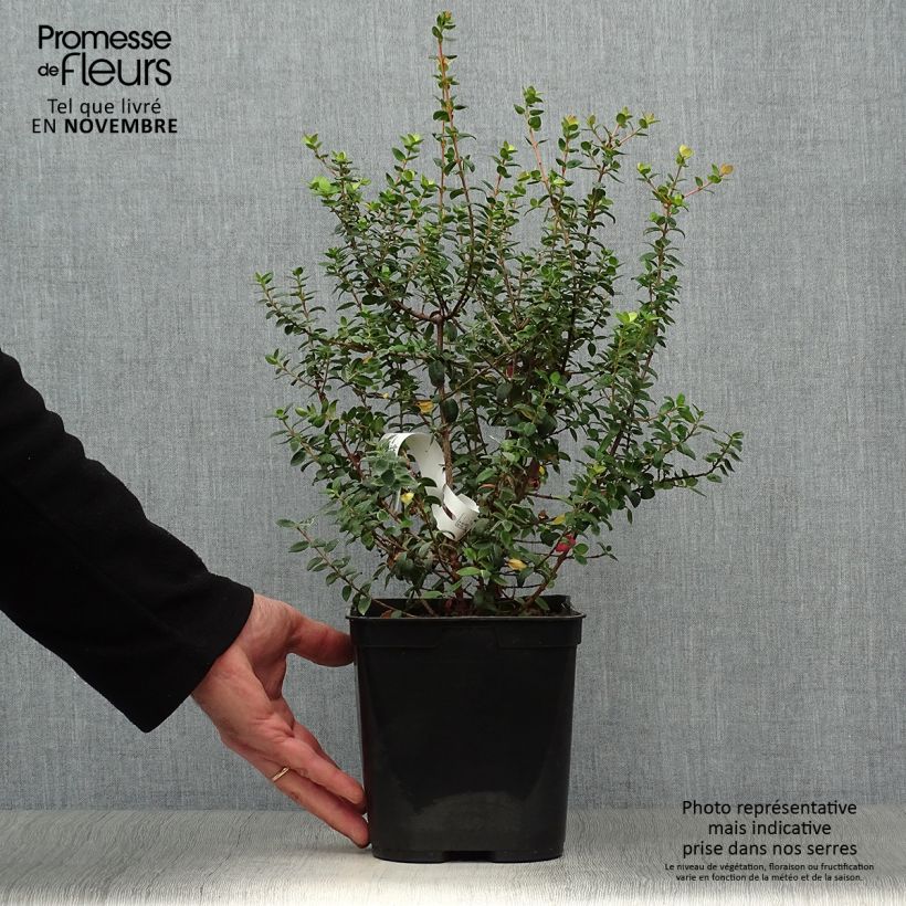 Exemplaar van Myrtus ugni Butterball - Chileense guave Pot van 2 l/3 l zoals geleverd in de herfst