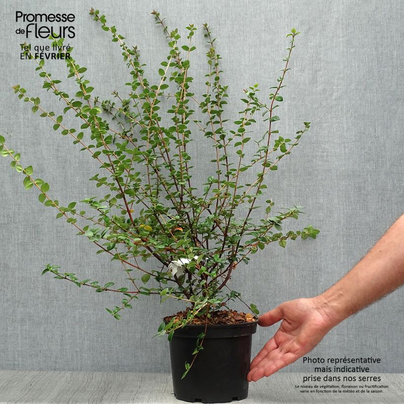 Exemplaar van Myrtus ugni Elite - Chileense guave Pot van 2 l/3 l zoals geleverd in de herfst