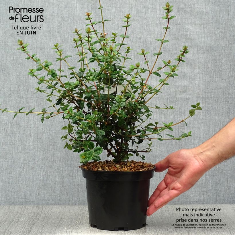 Exemplaar van Myrtus ugni Elite - Chileense guave Pot van 2 l/3 l zoals geleverd in de zomer