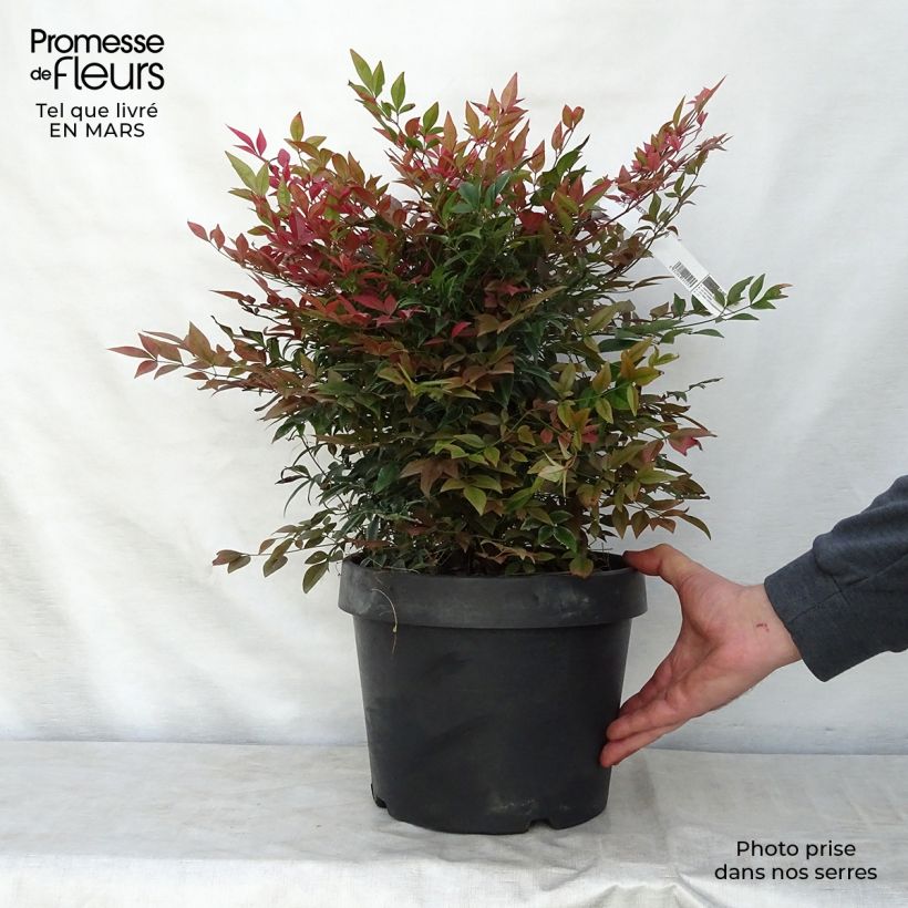 Exemplaar van Nandina domestica Obsessed Seika - Hemelse bamboe Pot van 7,5 l/10 l zoals geleverd in de lente