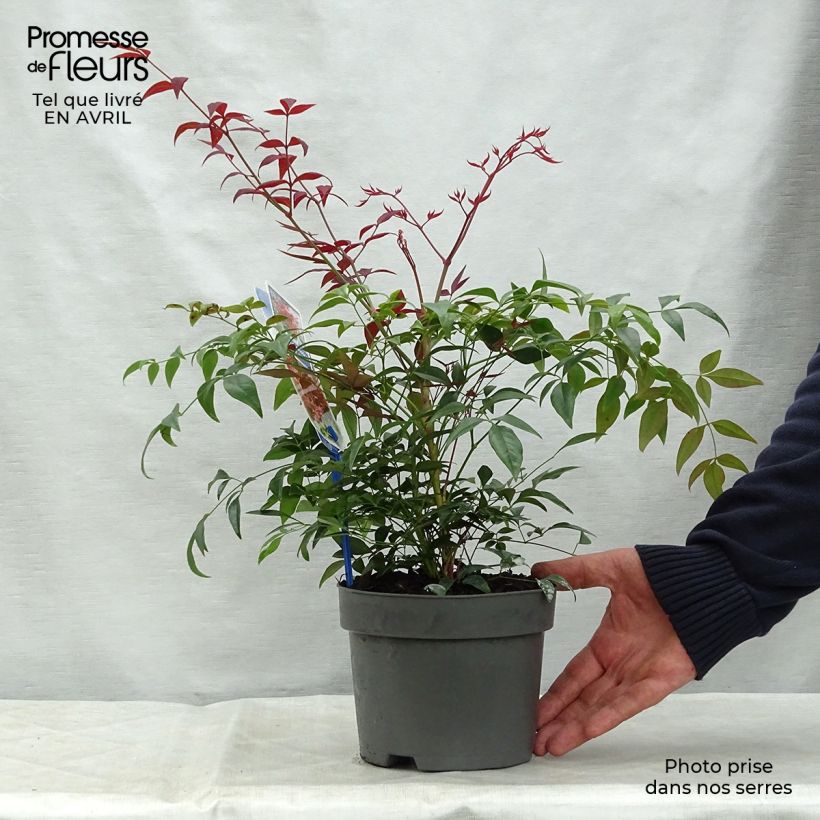 Exemplaar van Nandina domestica Obsessed Seika - Hemelse bamboe Pot van 2 l/3 l zoals geleverd in de lente