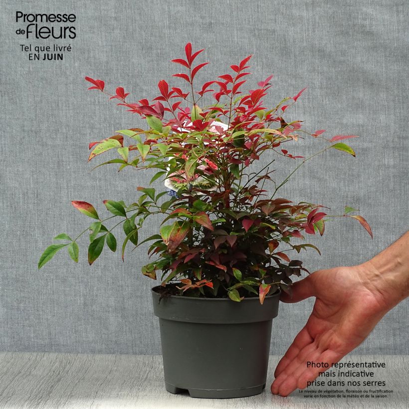 Exemplaar van Nandina domestica Obsessed Seika - Hemelse bamboe Pot van 2 l/3 l zoals geleverd in de zomer