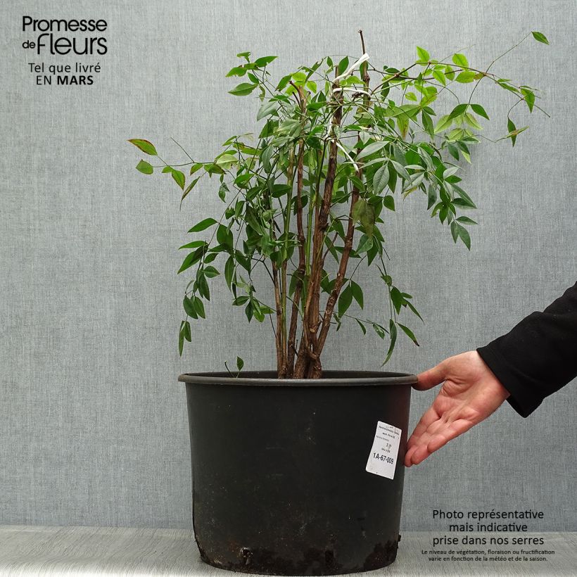 Example of Nandina domestica - Hemelse bamboe Pot van 18 l/20 l as you get in printemps