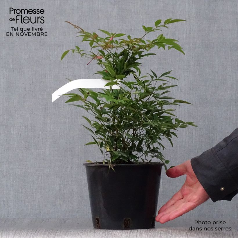 Exemplaar van Nandina domestica - Hemelse bamboe Pot van 2 l/3 l zoals geleverd in de herfst