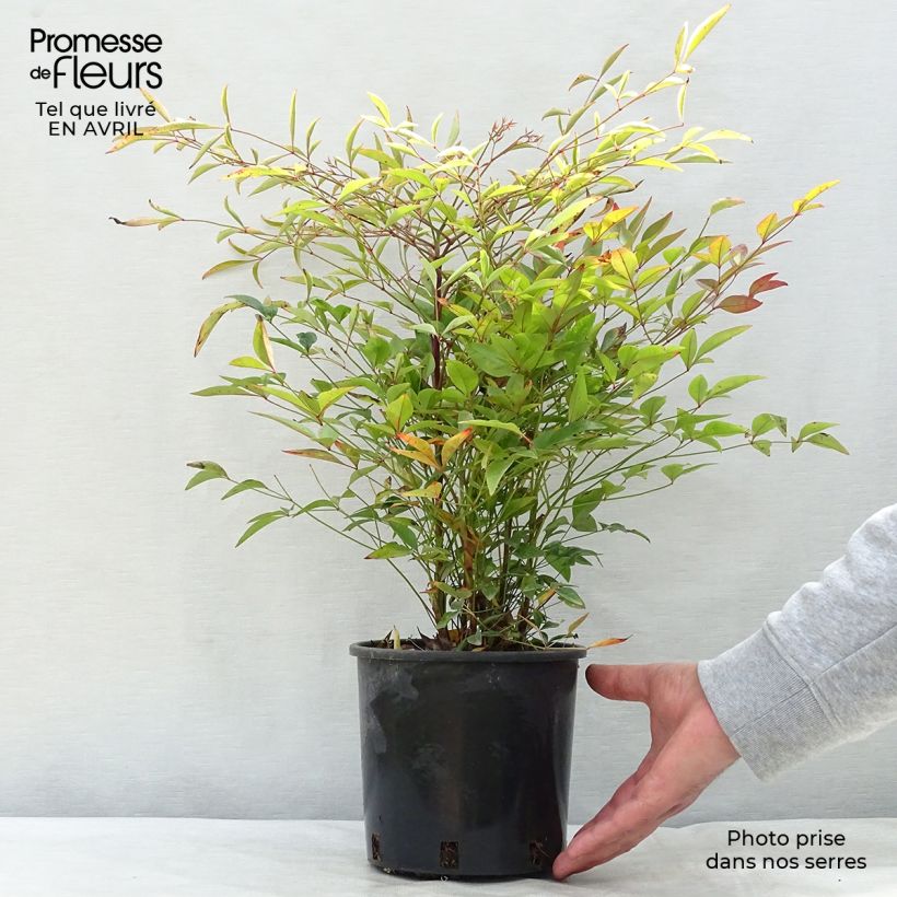 Example of Nandina domestica - Hemelse bamboe Pot van 2 l/3 l as you get in printemps