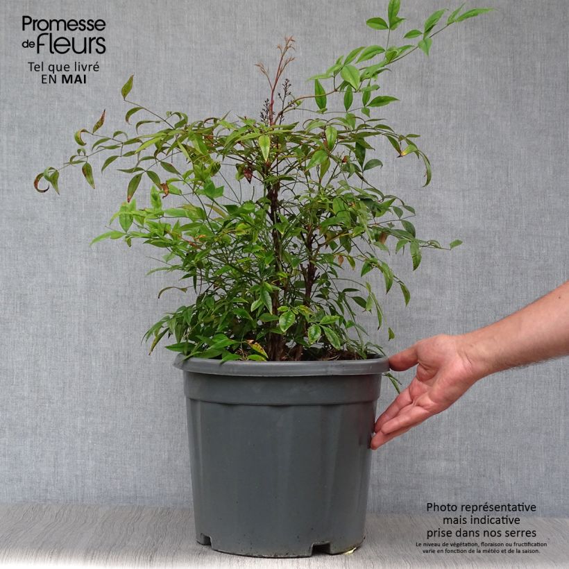 Example of Nandina domestica - Hemelse bamboe Pot van 7,5 l/10 l as you get in printemps