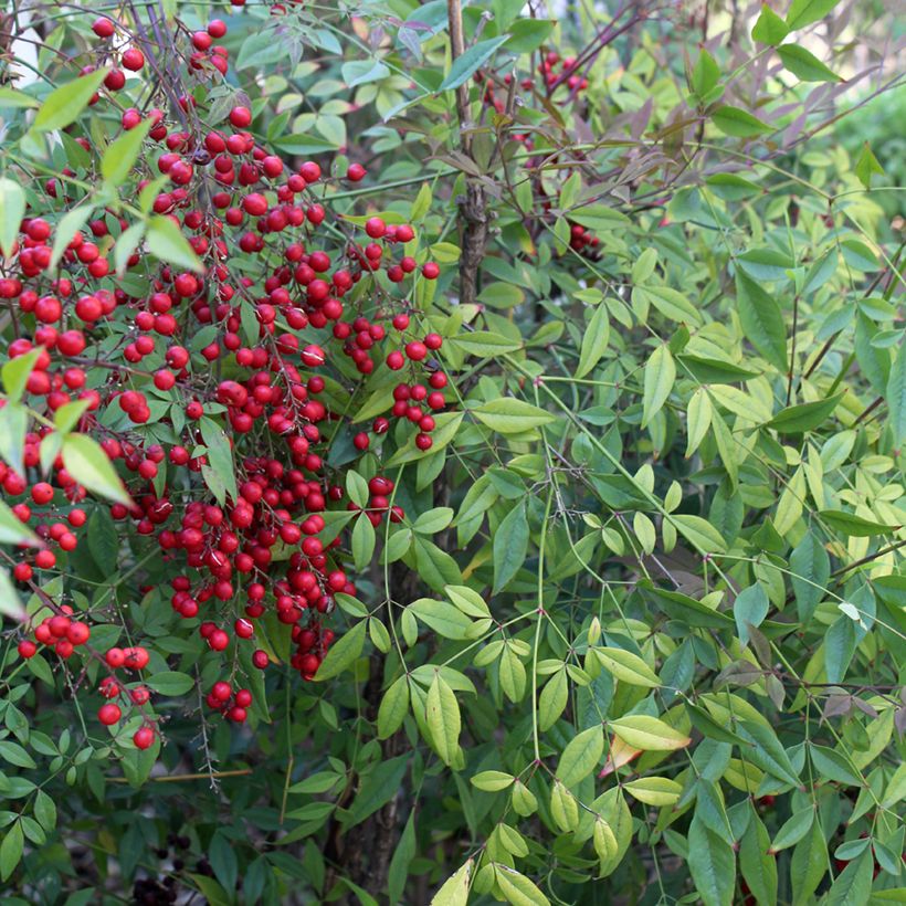 Nandina domestica - Hemelse bamboe (Blad)