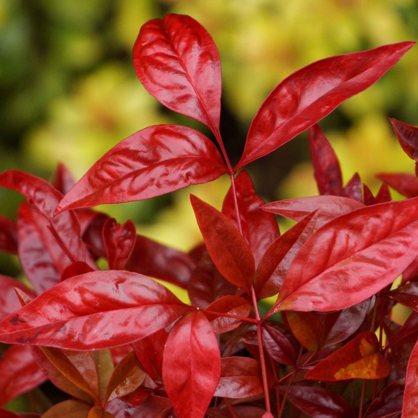 Nandina domestica Blush Pink - Hemelse bamboe (Blad)