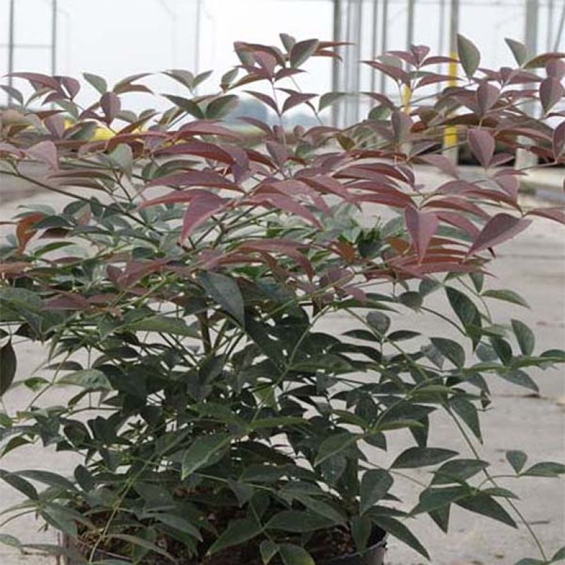 Nandina domestica Flirt - Hemelse bamboe (Blad)