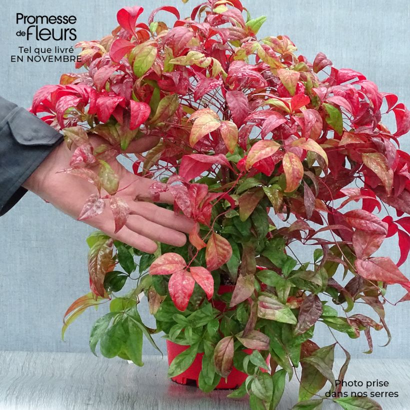 Exemplaar van Nandina domestica Fire Power - Hemelse bamboe Pot van 2 l/3 l zoals geleverd in de herfst