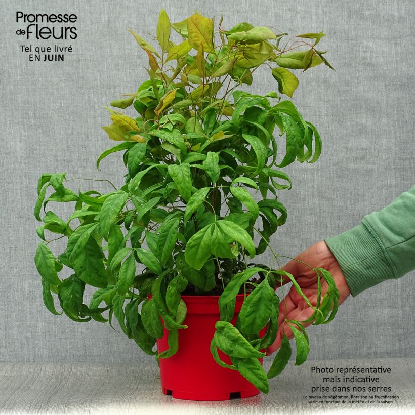 Exemplaar van Nandina domestica Fire Power - Hemelse bamboe Pot van 2 l/3 l zoals geleverd in de zomer