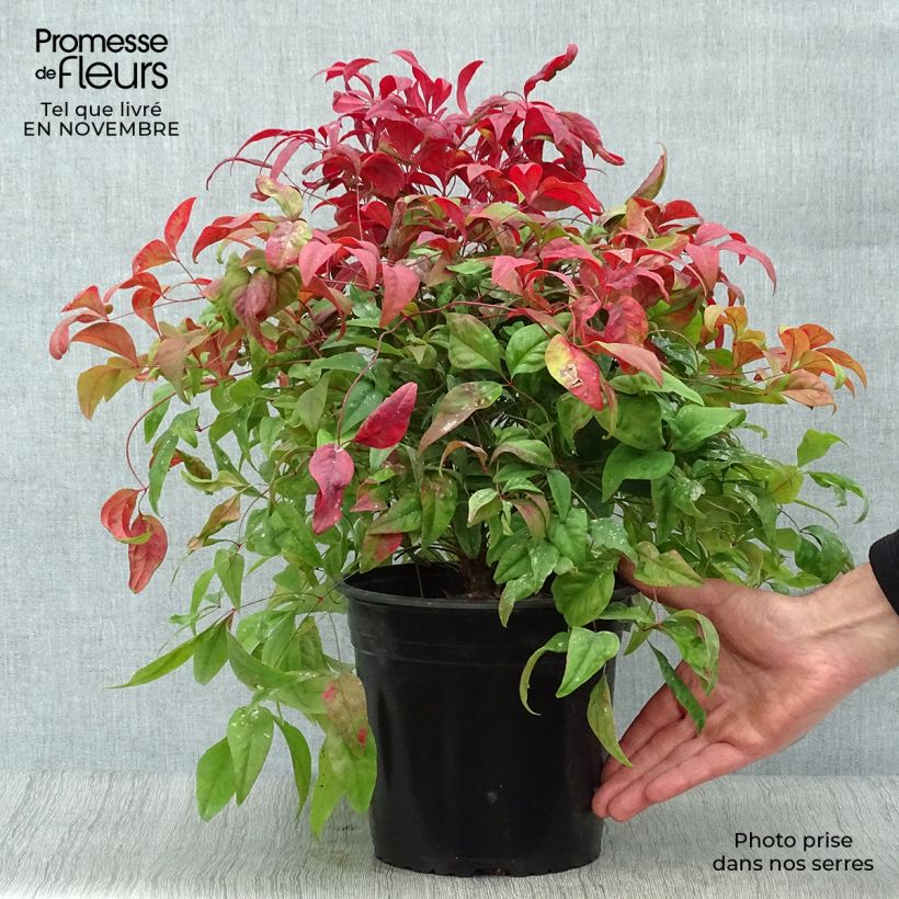 Exemplaar van Nandina domestica Fire Power - Hemelse bamboe Pot van 4 l/5 l zoals geleverd in de herfst