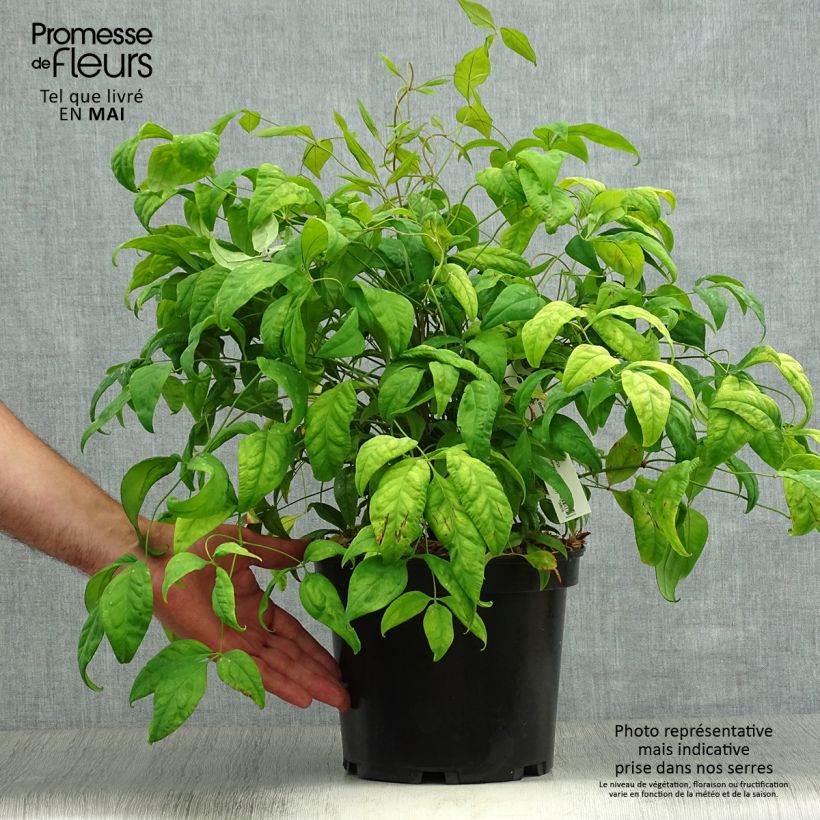 Exemplaar van Nandina domestica Fire Power - Hemelse bamboe Pot van 4 l/5 l zoals geleverd in de lente