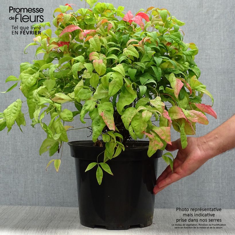 Exemplaar van Nandina domestica Fire Power - Hemelse bamboe Pot van 7,5 l/10 l zoals geleverd in de herfst