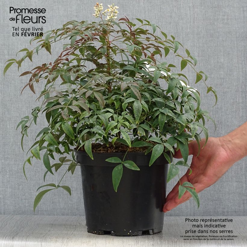 Exemplaar van Nandina domestica Flirt - Hemelse bamboe Pot van 3 l/4 l zoals geleverd in de herfst