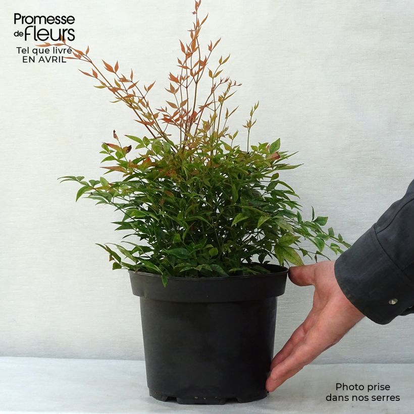 Exemplaar van Nandina domestica Gulf Stream - Hemelse bamboe Pot van 2 l/3 l zoals geleverd in de lente