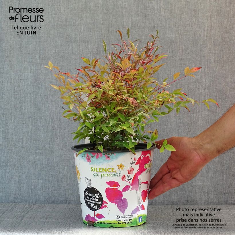 Exemplaar van Nandina domestica Red Light - Hemelse bamboe Pot van 3 l/4 l zoals geleverd in de lente