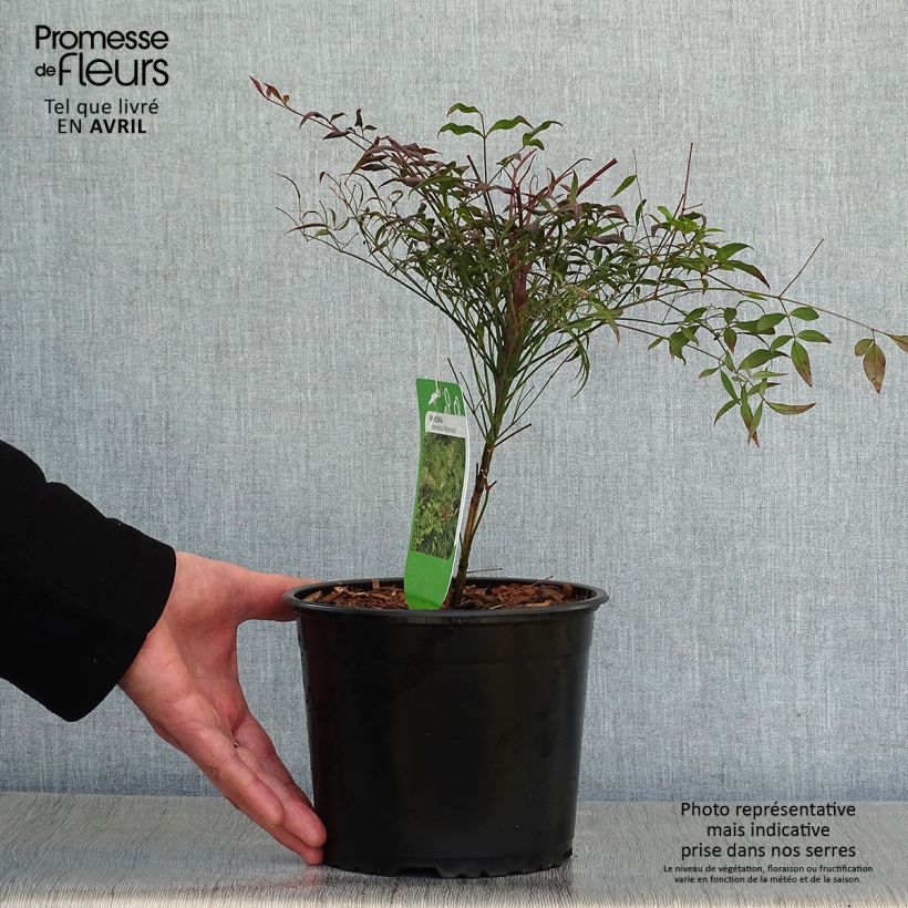 Example of Nandina domestica Richmond - Hemelse bamboe Pot van 2 l/3 l as you get in printemps