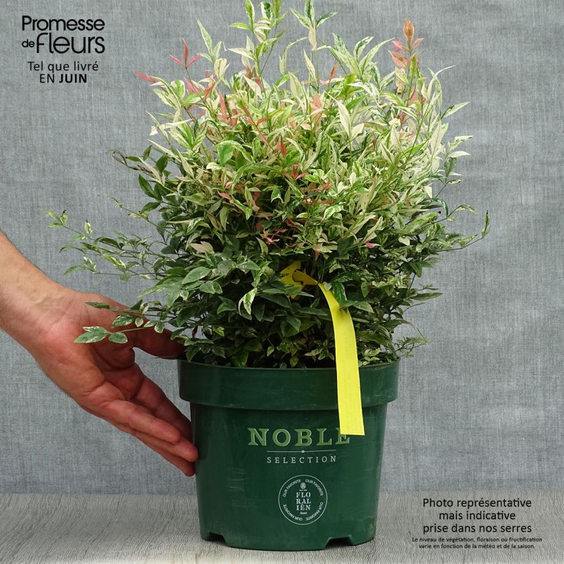 Exemplaar van Nandina domestica Twilight - Hemelse bamboe Pot van 2 l/3 l zoals geleverd in de zomer