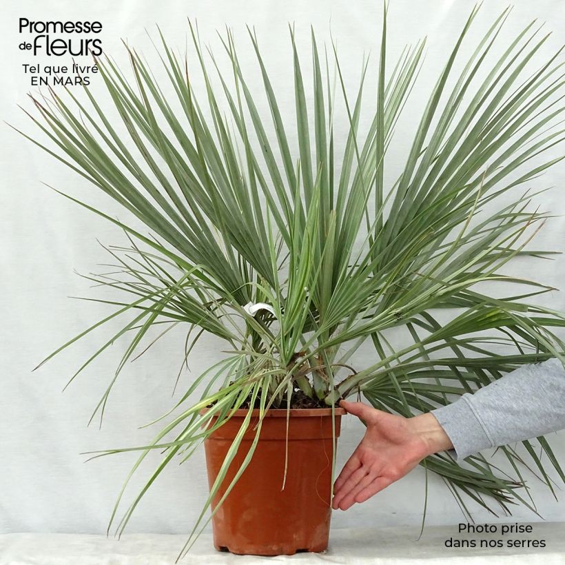 Exemplaar van Nannorrhops ritchiana Silver - Mazaripalm Pot van 7,5 l/10 l zoals geleverd in de lente
