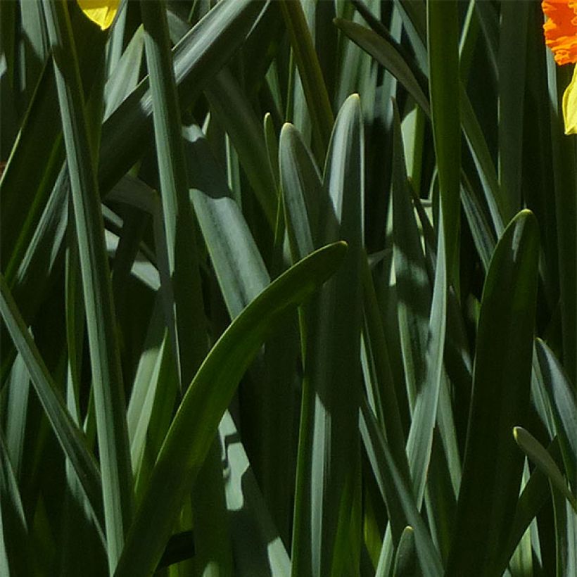 Narcissus Brackenhurst - Grootkronige narcis (Blad)