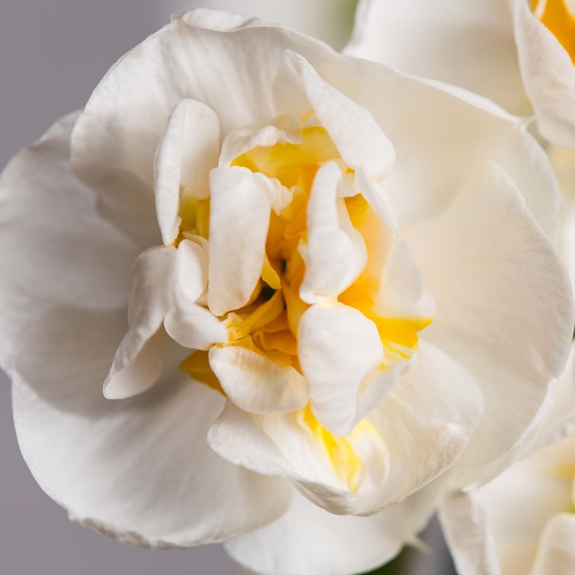 Narcissus tazetta Bridal Crown Tazetta-narcis (Bloei)