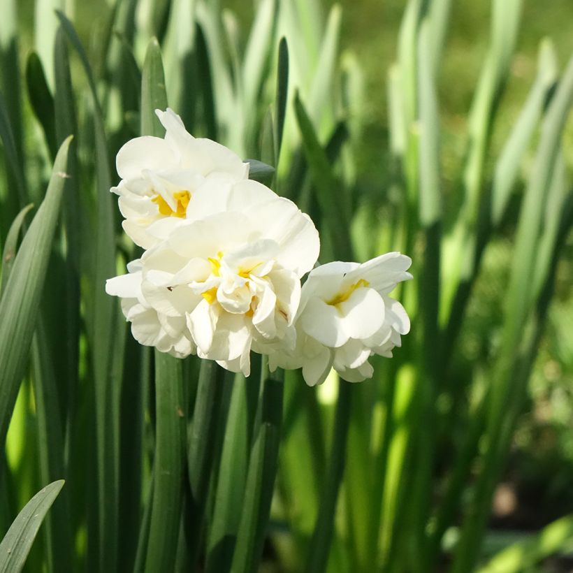 Narcissus tazetta Bridal Crown Tazetta-narcis (Bloei)