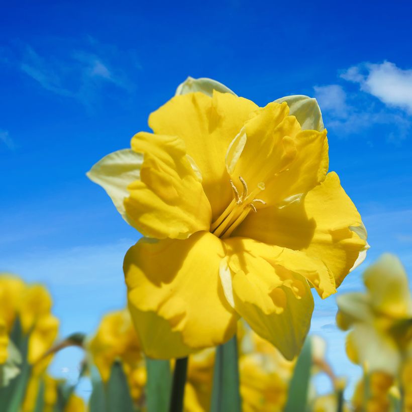 Narcissus Cassata - Narcis (Bloei)