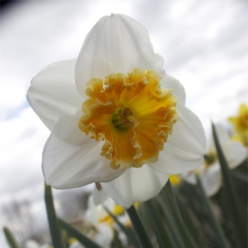 Narcissus Chantilly - Grootkronige narcis (Bloei)