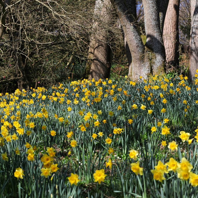 Narcissus Dutch Master - Grootkronige narcis (Groeiplaats)