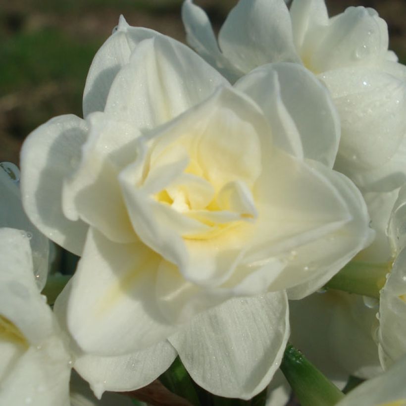 Narcissus tazetta Erlicheer - Tazetta-narcis (Bloei)