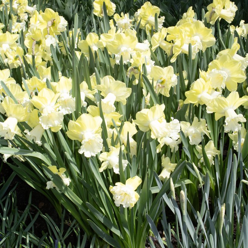 Narcissus Galactic Star - Trompetnarcis (Groeiplaats)