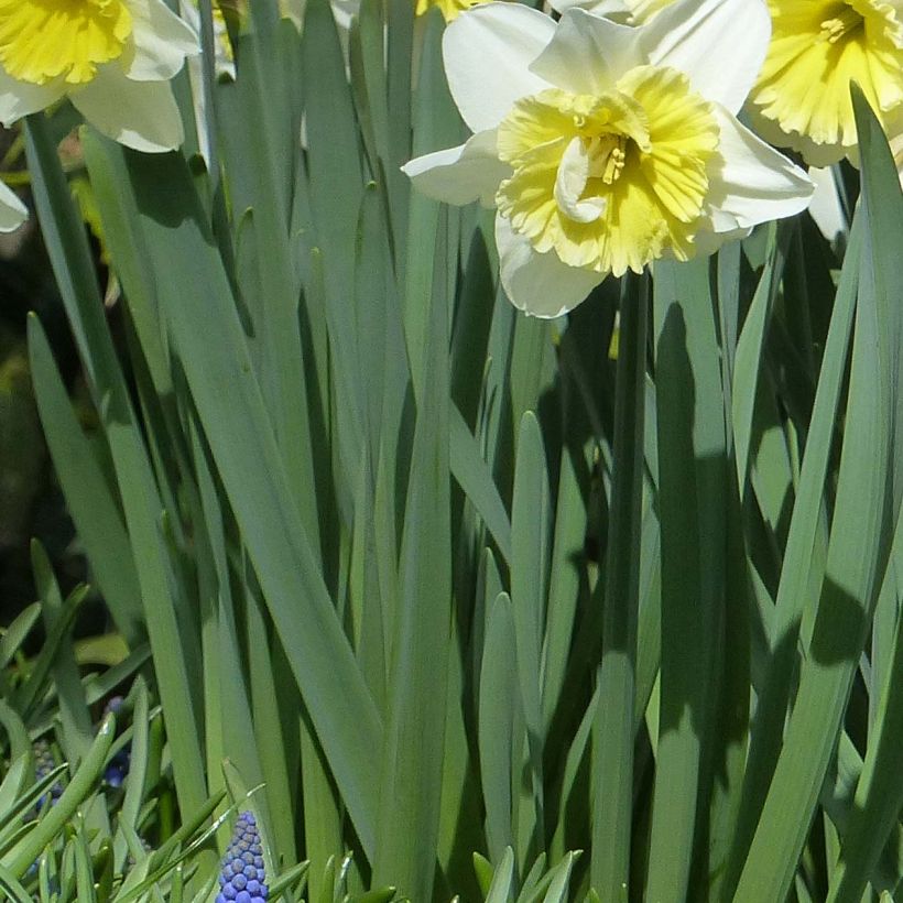 Narcissus Ice Follies - Narcis (Blad)