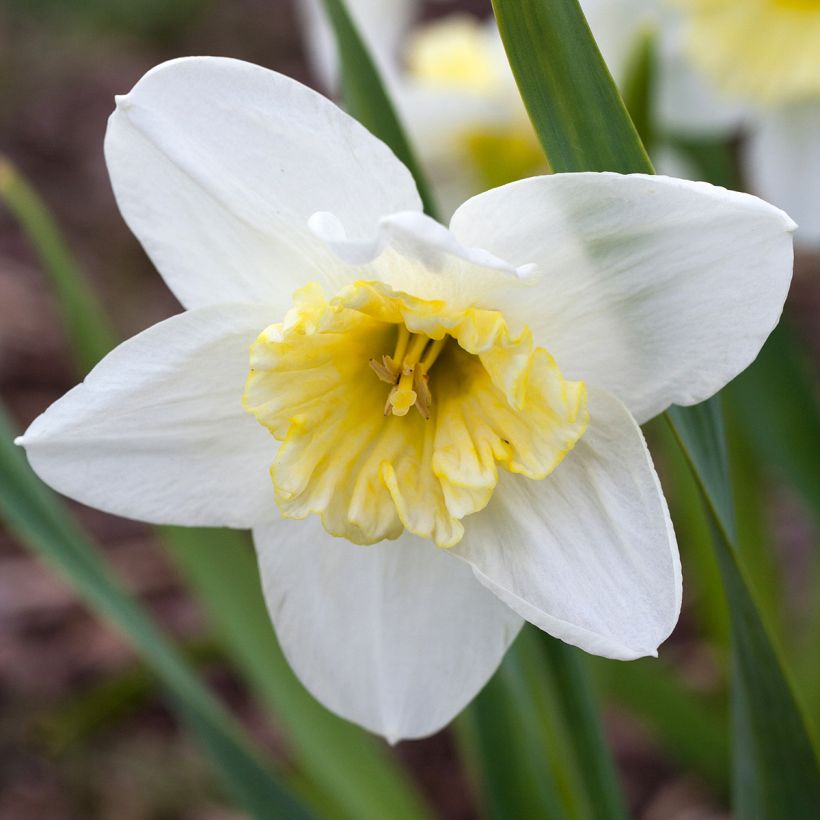 Narcissus Ice Follies - Narcis (Bloei)