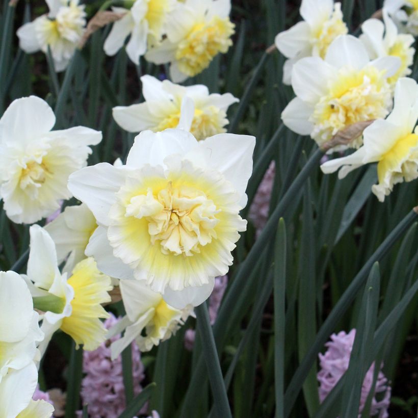 Narcissus Ice King - Dubbele narcis (Bloei)