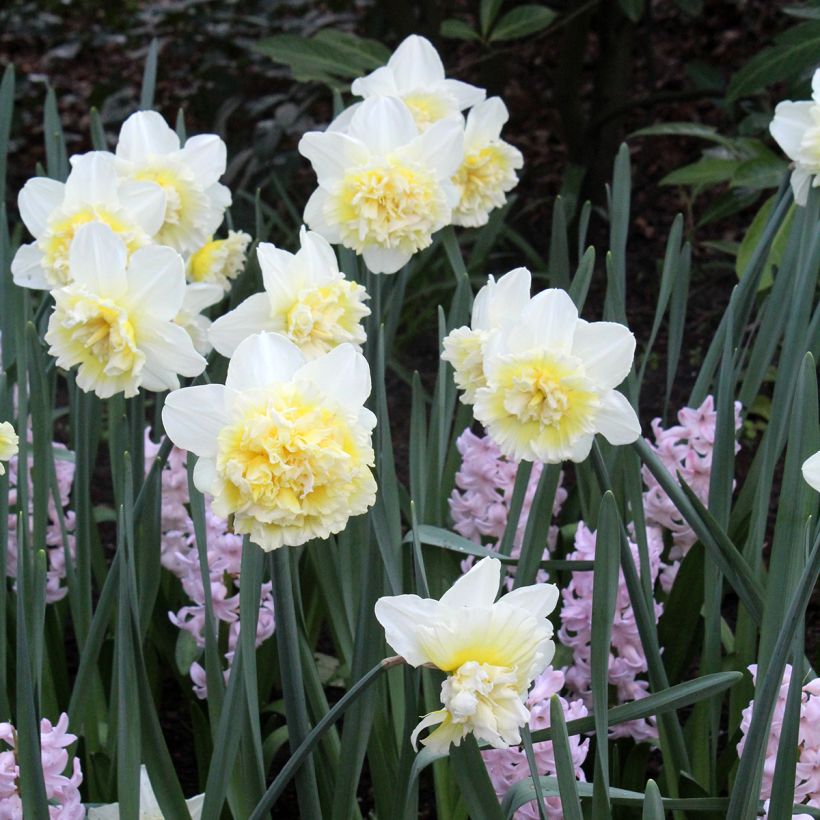Narcissus Ice King - Dubbele narcis (Groeiplaats)