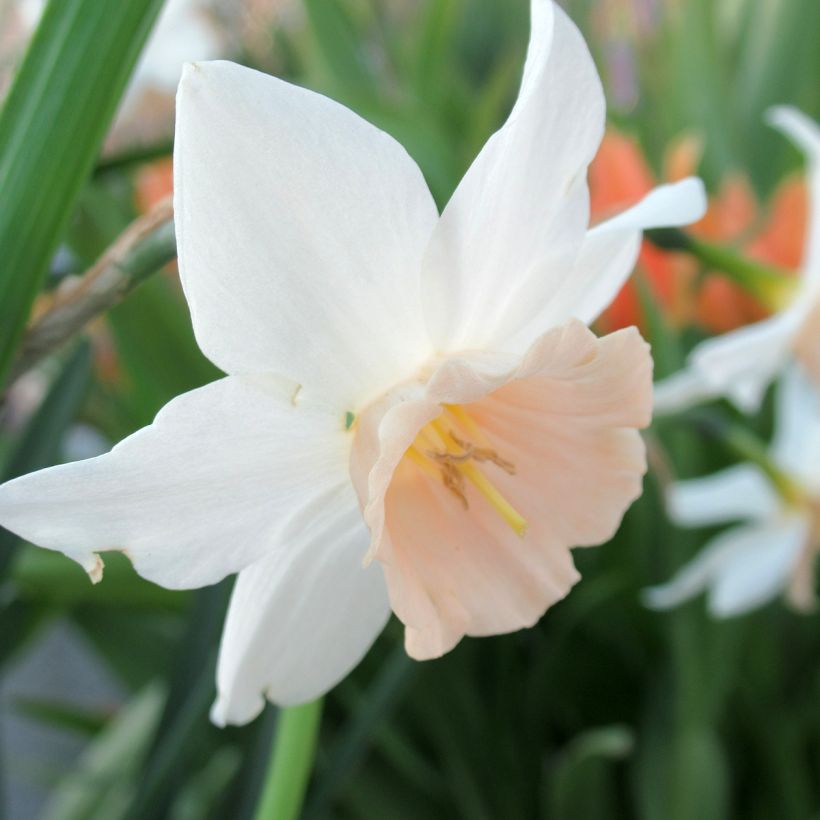 Narcissus Katie Heath - Triandrus-narcis (Bloei)